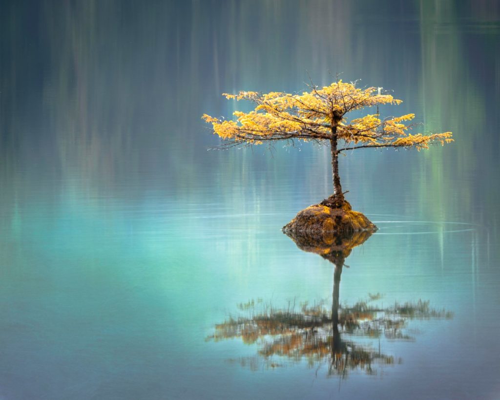 Bonsai tree reflecting on calm water
