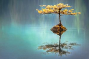 Bonsai tree reflecting on calm water