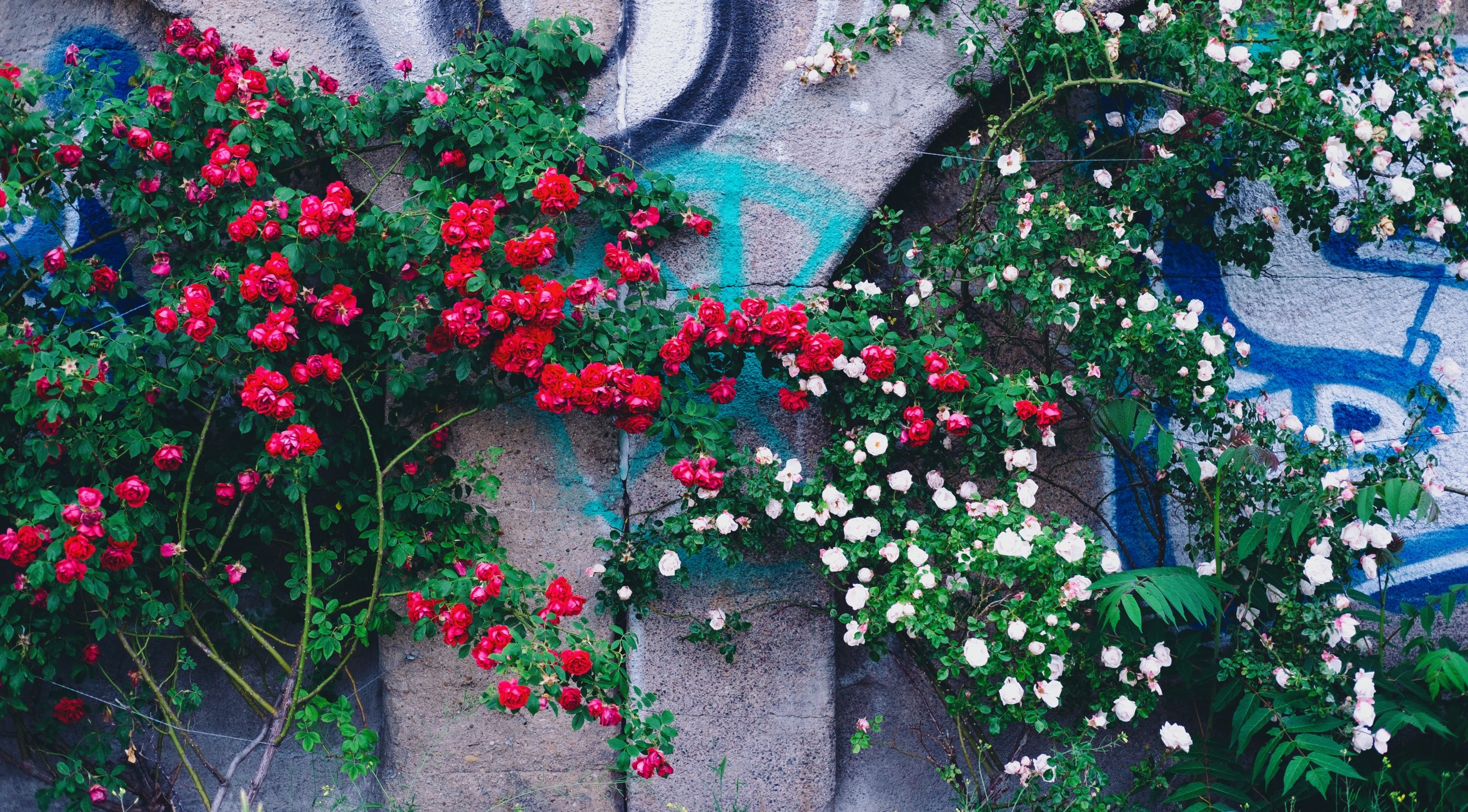 Red and white roses climbing up a graffitied concrete wall