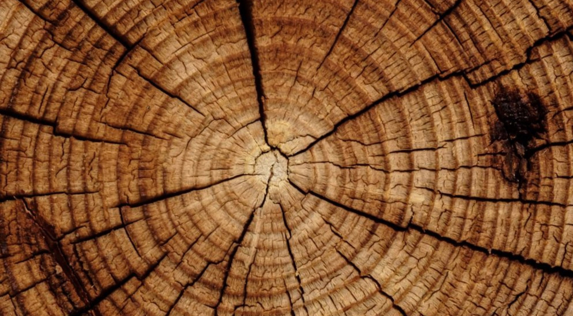 Aerial view of tree stump showing rings of old wood