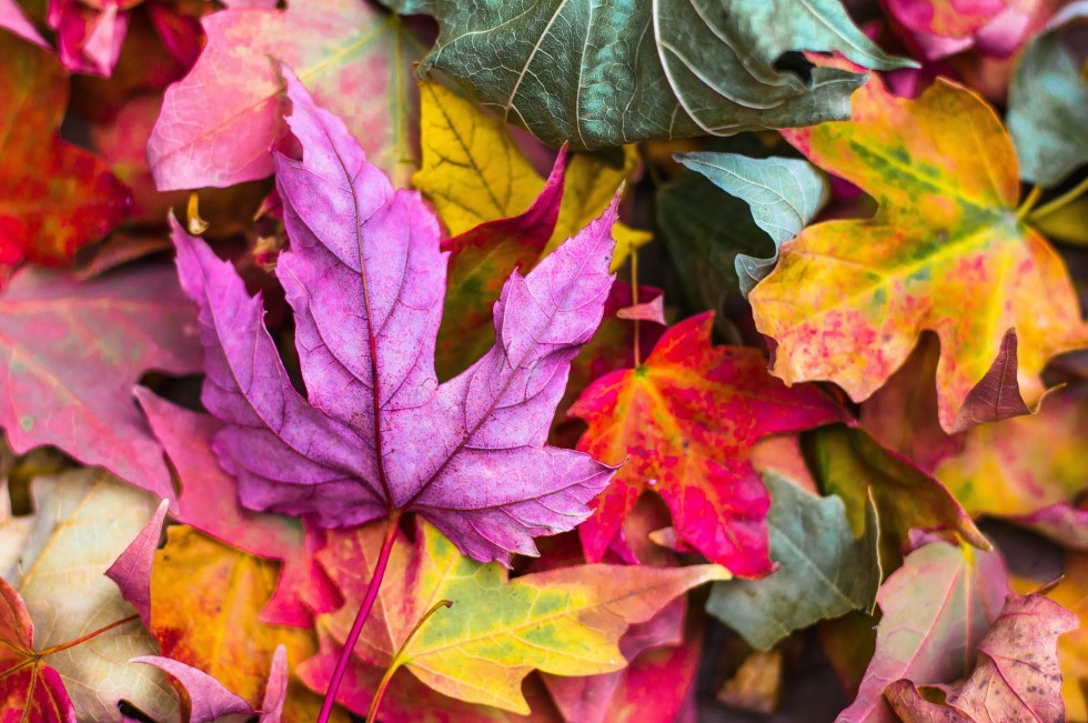 Close-up photo of fallen leaves in a range of colours.