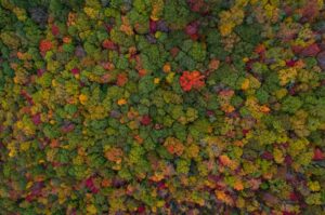 Birds-eye photograph of forest in autumn colours