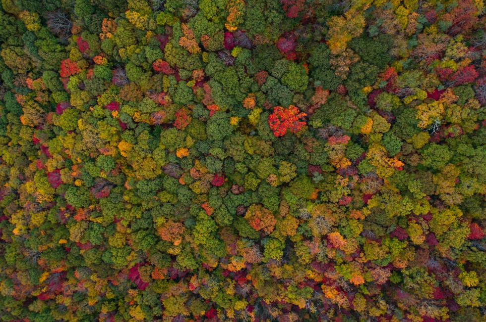 Birds-eye photograph of forest in autumn colours