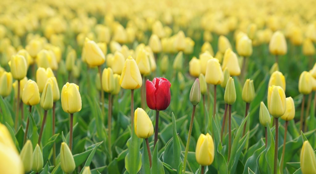 Single red tulip growing in a field of yellow ones