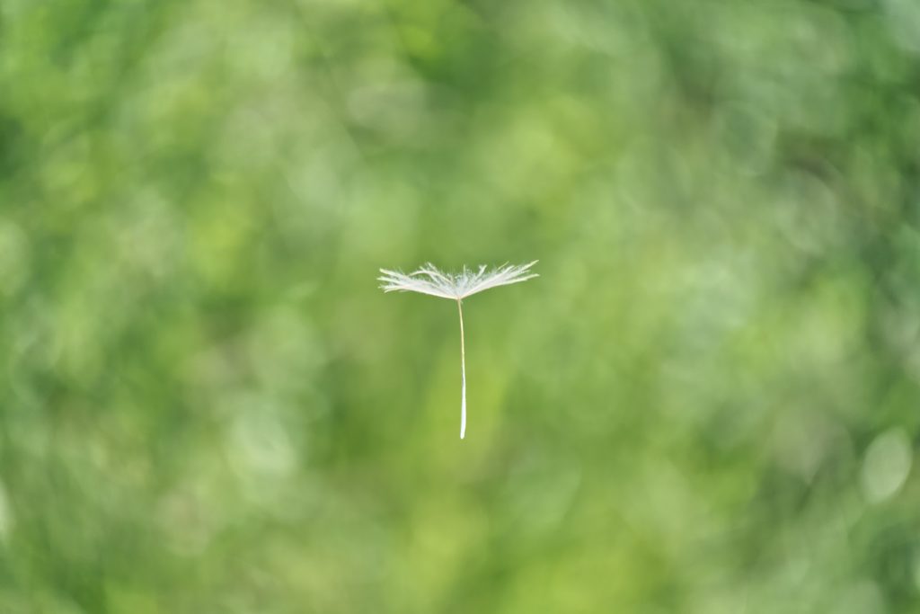 Lone dandelion seed flying in the air