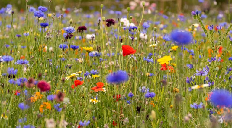 Close-up photo of a wildflower meadow in bloom