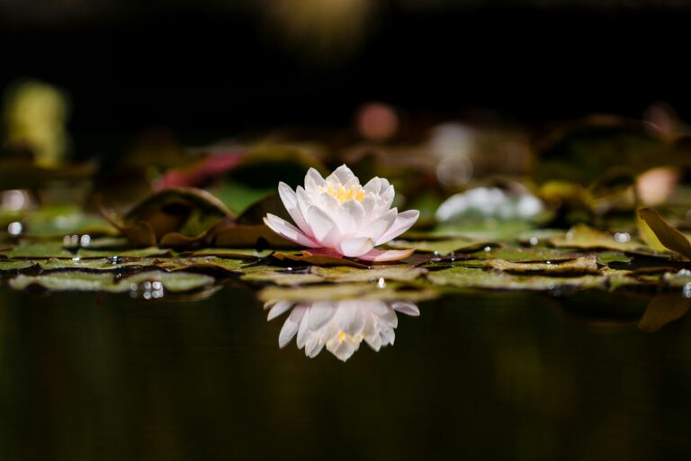Lotus flower floating on a still body of water.